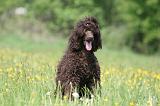 GRAND CANICHE 117